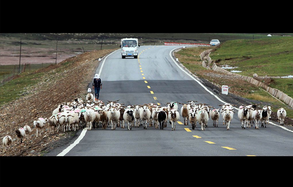 青海省貴南縣科學發(fā)展生態(tài)畜牧業(yè)，“破題”草畜矛盾，實現(xiàn)“增草增收”。