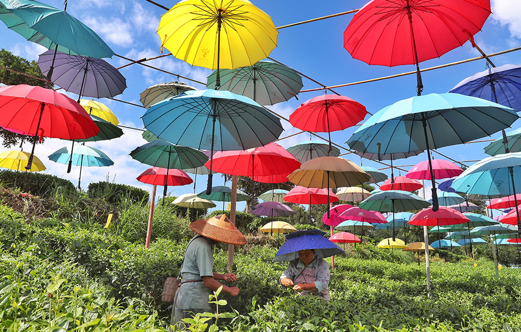 貴州省遵義市湄潭縣以“湄潭翠芽”地理標志商標為突破口，探索出“茶旅一體”的致富新路子。